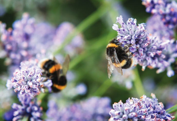 Are Bees Native to North America?